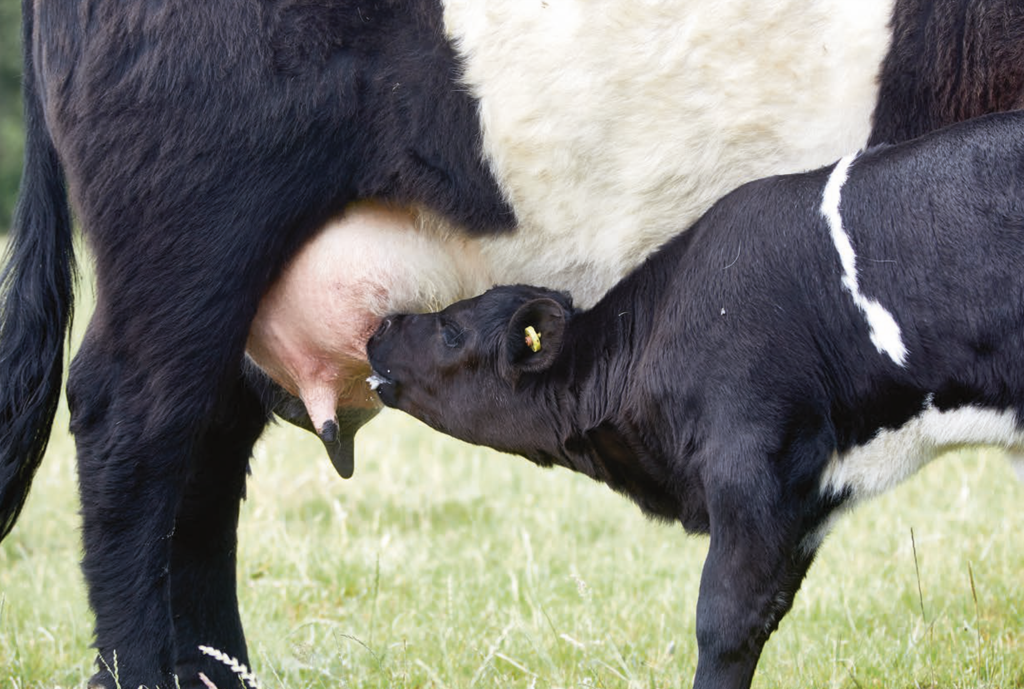 Kælvningsvejledning til kødkvæg