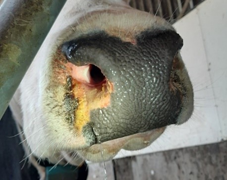 Bluetongue vaccine-vejledninger