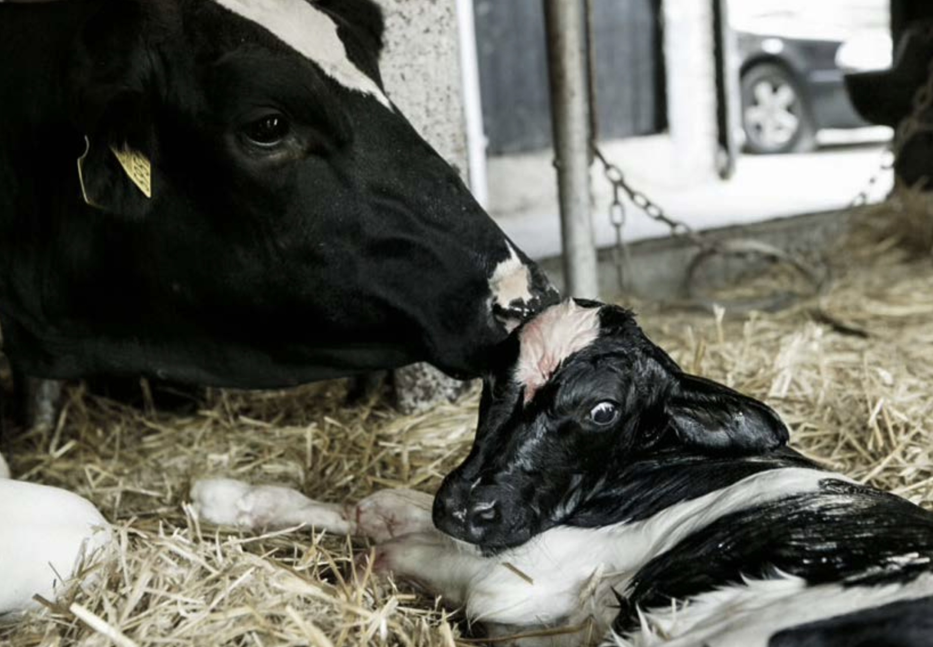 Erfaringer og muligheder med ko-kalv- kontaktsystemer