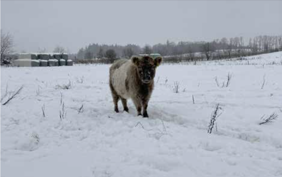 Har du styr på dine udegående kreaturer i vintervejret?