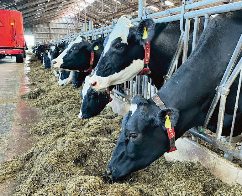 Goldkøerne kræver mere  end bare en god foderplan