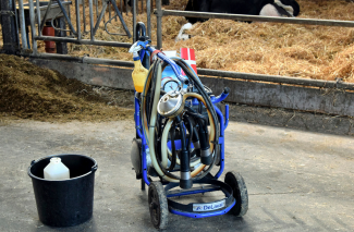 Tilstrækkelig immunisering  af kalve opnås bedst ved  at give råmælk to gange