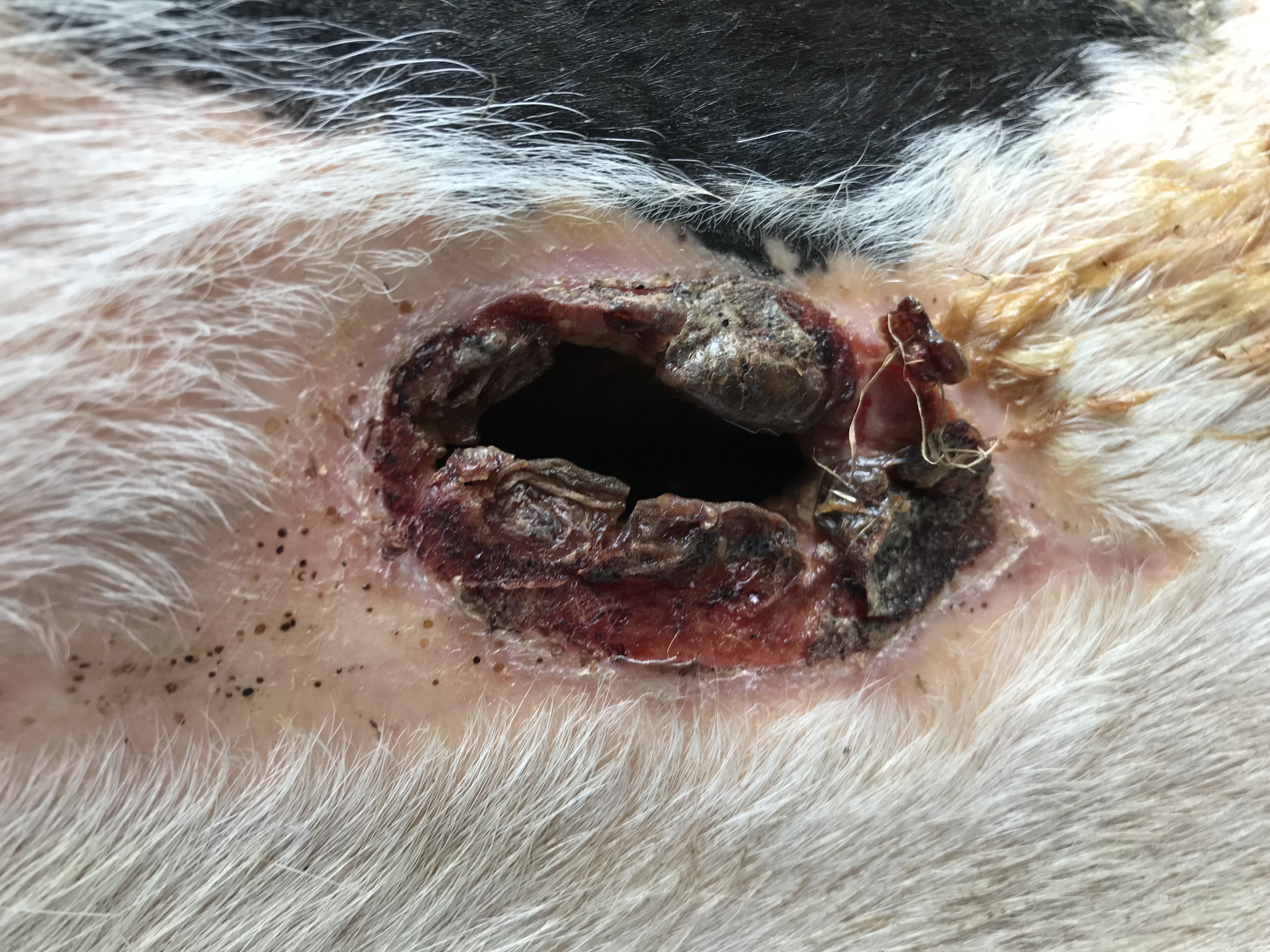 Åbent hul efter gentagen brug af hofteklemme (billedet er ikke fra den føromtalte dyreværnssag). Foto: Kvægdyrlægerne Midt.